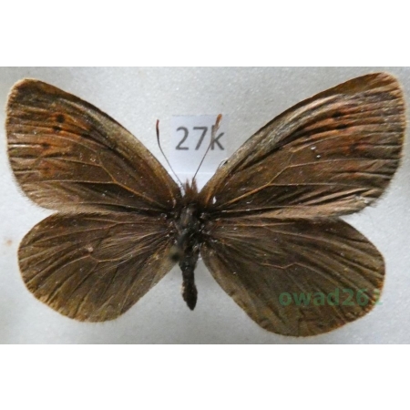 Erebia pandrose (Borkhausen, 1788) Górówka pandroza Austria27k